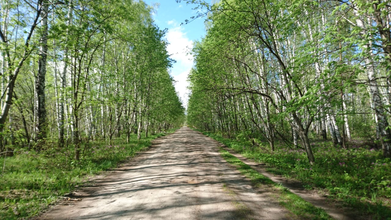 Лесная аллейка, часть трассы